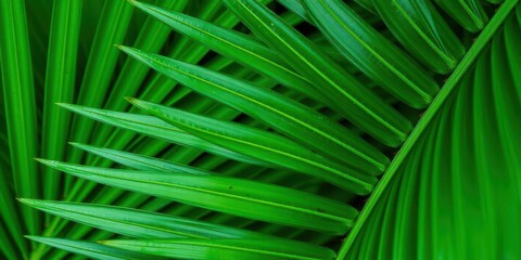 Close up shot of a vibrant palm leaf showcasing its natural texture and tropical green hues, tropical leaf, macro
