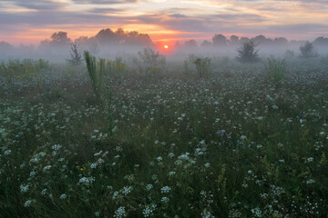 sunrise over the field