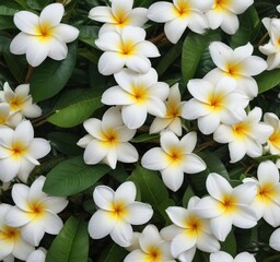 Fototapeta premium Fresh white plumeria flowers with green leaves background, white, flora