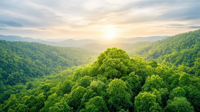 Green lung refers to the vast expanse of forest trees that serve as the lungs of the planet by absorbing carbon dioxide and releasing oxygen