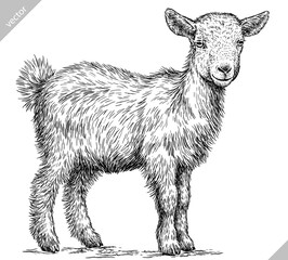 Vintage engraving isolated goat set illustration ink sketch. Farm animal background ram silhouette sheep art. Black and white hand drawn vector image