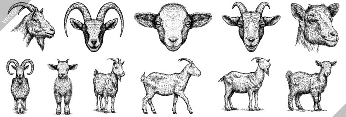 Vintage engraving isolated goat set illustration ink sketch. Farm animal background ram silhouette sheep art. Black and white hand drawn vector image