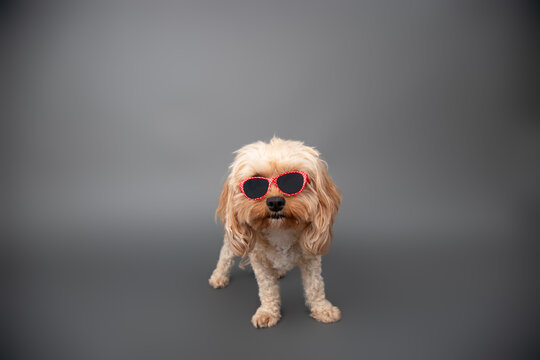 Portrait of a cream toy cavapoo wearing sunglasses standing in front of a grey background