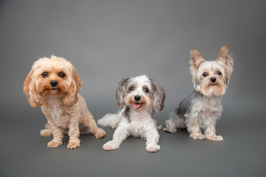Portrait of a toy cavapoo, teacup yorkie and maltipoo sitting side by side in front of a grey background