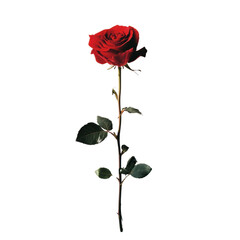 Fototapeta premium Single Red Rose Isolated on White Background