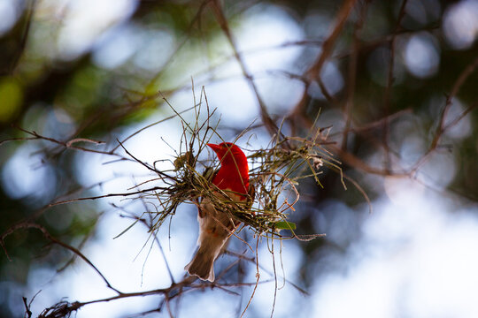 Close-up of a red-headed weaver (Anaplectes rubriceps) bird building a nest in a tree, Botswana
