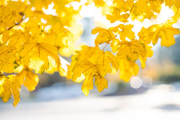 Close-up of yellow leaves on a tree in autumn, Georgia