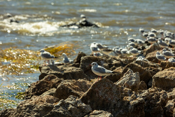 Flock of Seagulls Resting on Rocks by the Sea