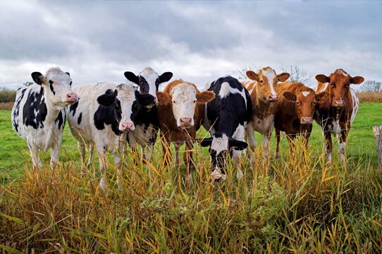 Row of eight curious cows standing in a field in autumn, East Frisia, Lower Saxony, Germany