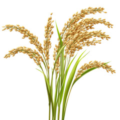 Fototapeta premium Wheat ears isolated on a white background with grains and green stems