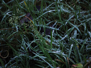 Dew drops clinging to blades of grass in chamonix, france