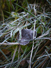 Frost covering grass and leaf in chamonix, france during autumn