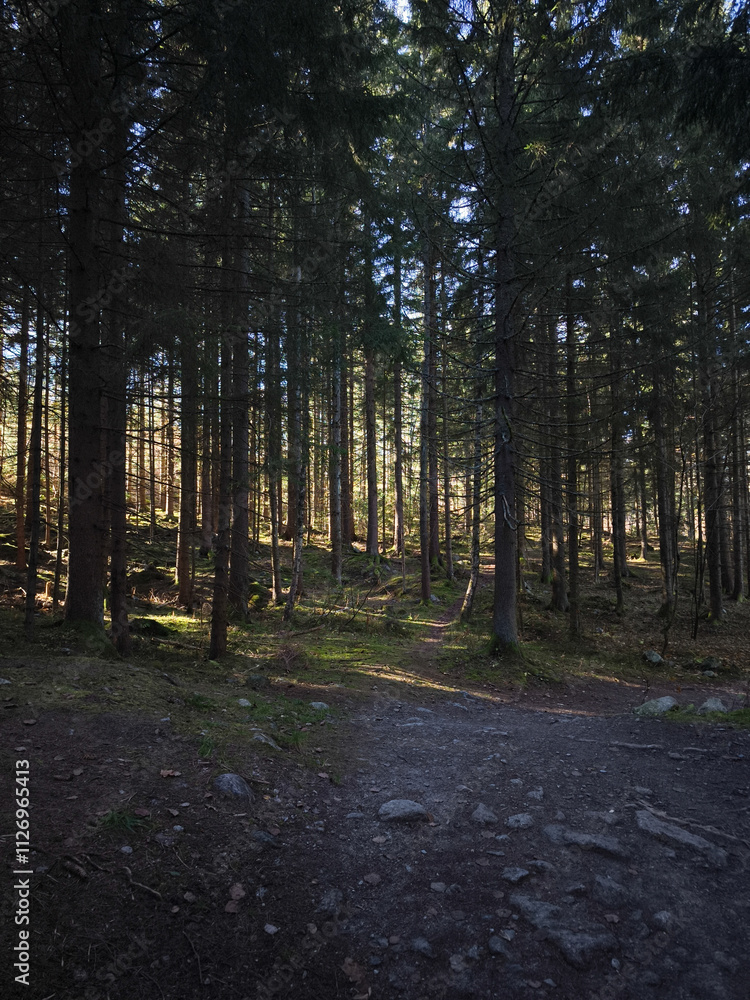 Poster Sunlight filtering through trees in chamonix forest
