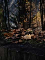 Fallen autumn leaves resting on tree stump in chamonix forest