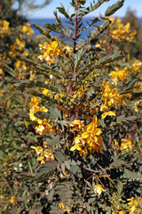 Closeup of a Senna bush, Lake Titicaca, Peru

