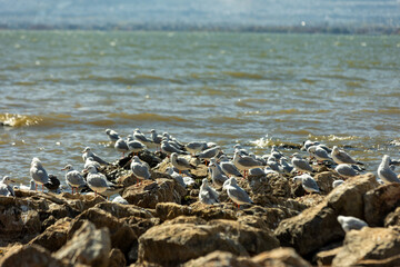 Flock of Seagulls Resting on Rocks by the Sea