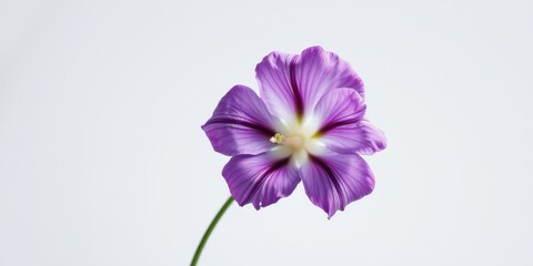 Obraz premium A single, delicate purple flower with visible veins, elegantly displayed against a soft white backdrop