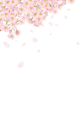 手描きの水彩画：縦位置＿左上に桜の花吹雪背景　切り抜き　枝と蕾付き

