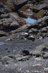The large sea turtles on the black lava sand on a beach on the Big Island of Hawaii