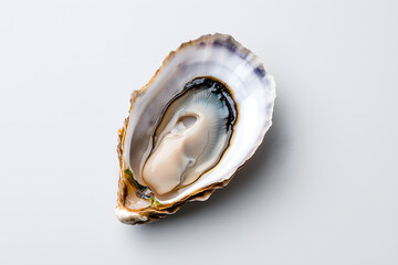 Oyster top view isolated on white background
