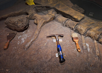 Paleontologists' tools for extracting fossils such as brush, scraper, rock picks.