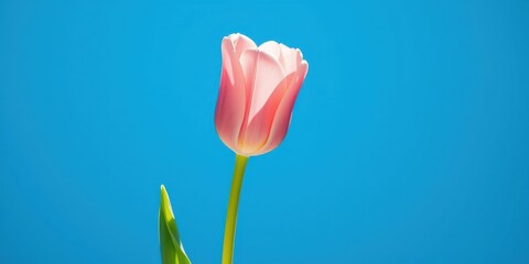 A single pink tulip against a vibrant blue background, showcasing its delicate petals and elegant stem.