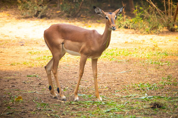 Impala on grass in forest