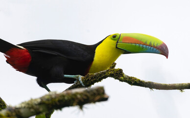 View of a beautiful Keel-billed Toucan (Ramphastos sulfuratus)