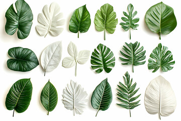 Fototapeta premium Tropical Leaf Illustration Collection
