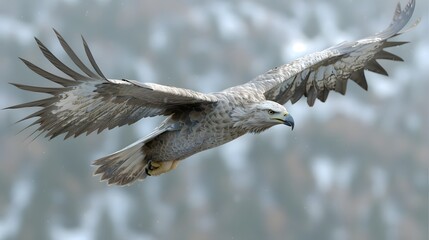 Eagle soaring sunset.