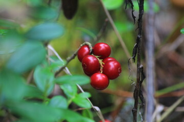 Red ripe lingonberries on a branch in the forest close-up