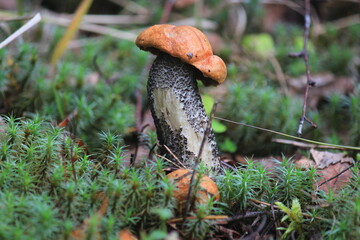 aspen mushroom in green moss