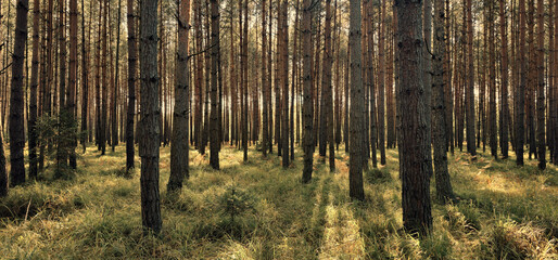 Pine forest. Stunning of Towering trees. Verdant Trees in a Forest. Forest trees background....