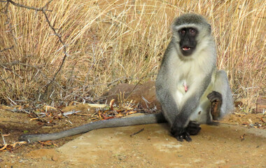Chattering, seated female Vervet monkey (Chlorocebus pygerythrus), Mountain Zebra National Park.