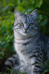 gray tabby forest cat in natural habitat in green grass
