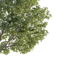 Acer  tree corner 4k png cutout isolate