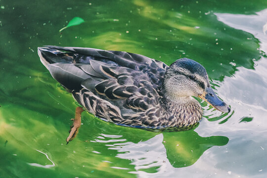 A duck bathes in the water. Drake on a lake waiting for food. 

