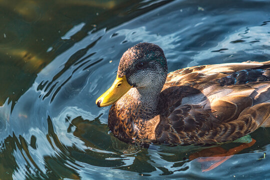 A duck bathes in the water. Drake on a lake waiting for food. 
