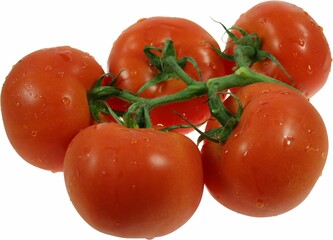 Reife, rote Tomaten an einer Rispe, mit Wassertropfen auf weißem Hintergrund.