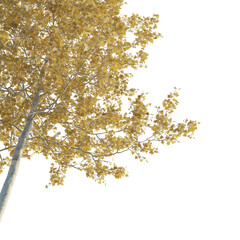  American Sycamore autumn tree corner 4k png cutout isolate