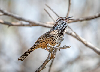Cactus Wren