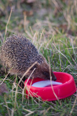 wild hedgehog drinks milk from a bowl on a background of green grass