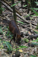 Cute wild brown pigs in the jungle on the island of Maui, Hawaii