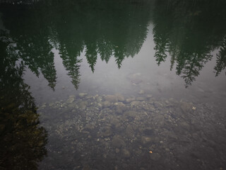 Pine trees reflecting in calm Lake Gaillands in chamonix, french alps November