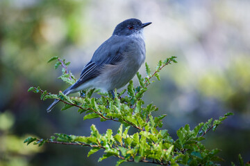 Fire-eyed diucon (pyrope) sitting on a branch
