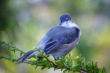 Fire-eyed diucon (pyrope) on a branch