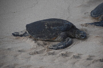 A large bale of big sea turtles gathered on the beach on Maui Island, Hawaii