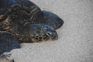 Obraz premium A large bale of big sea turtles gathered on the beach on Maui Island, Hawaii