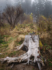 Old tree stump surrounded by fog in a forest clearing in chamonix, france November
