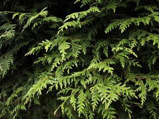 Vibrant green thuja leaves creating lush natural texture in chamonix, france